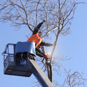 Elite Tree Service