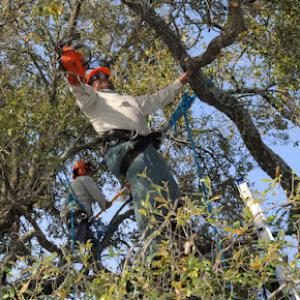 Lake Forest Tree Care