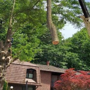 J & B Tree Services