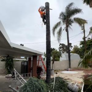 Bucio Tree Services
