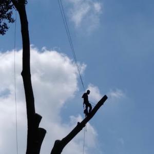 Chop N Drop Tree Service