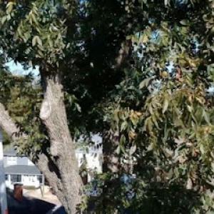 Little Squirrels