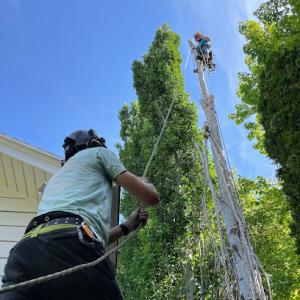 Ellison Tree Company