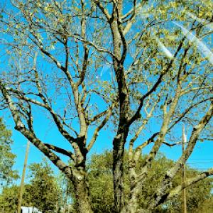 Erik's Tree & Lawn Care Services