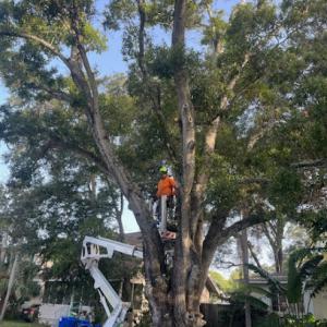 Tree Dragons Forestry & Logging