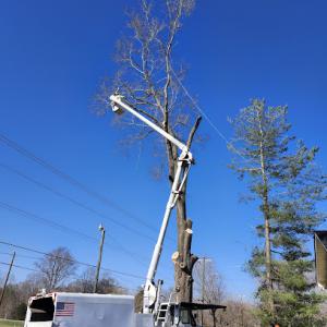 Davis Tree Surgeons