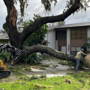 DropZone Tree Services