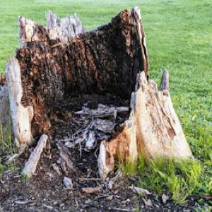 Cleveland TN Tree Pro