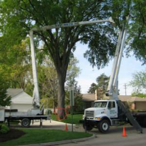Michigan Tree & Landscaping