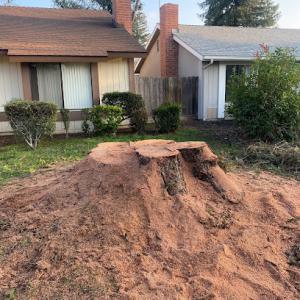 Peralta Stump Removal