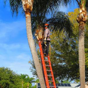 Big Wood Tree Service