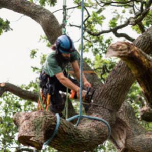 U.S. Tree Care Service Carrollton