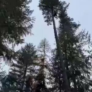 King & Sons Urban Forestry