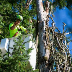 Associated Arborists