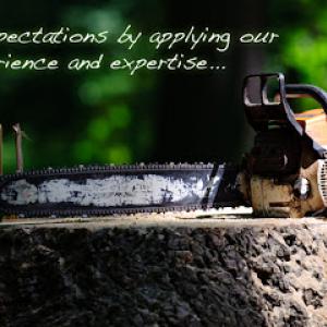 Lindsay Tree Removal