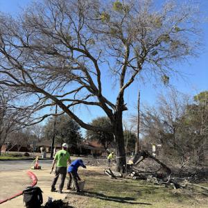 Top Notch Tree Service