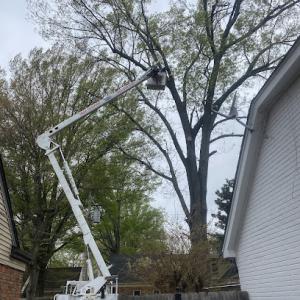 Ross & Sons Tree Services