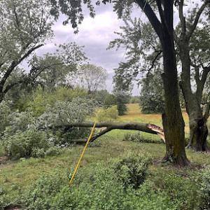 Advanced Tree Solutions