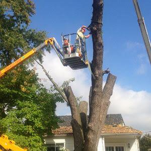 Horton's Tree Service