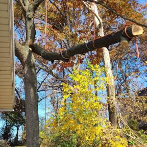 Dee's & Bee's Tree Service