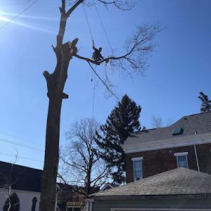 All American Tree Service