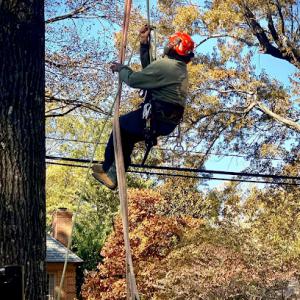 Scarlet Tree Service