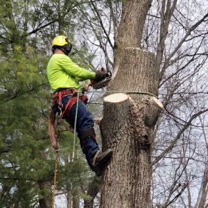 Bonilla Tree Services