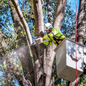 Carolina Tree Care