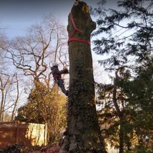 High Quality Tree Service