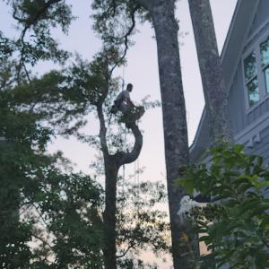 Tree Ninja Tree Service