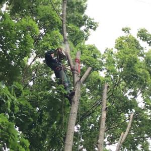 Leaders - Tree Service - Surfside Beach