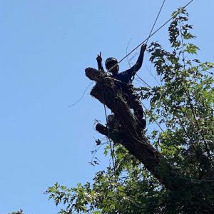 Elegant Tree Service