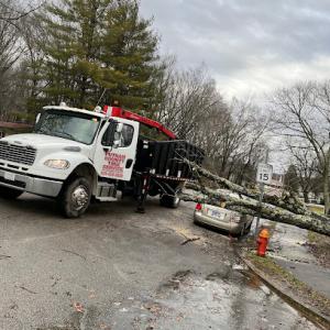 Putnam County Tree Service