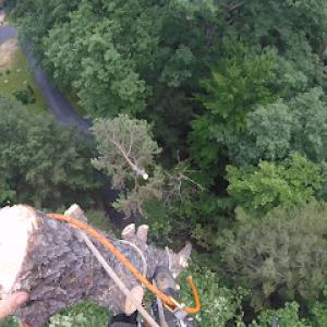 Straight Cut Tree Services