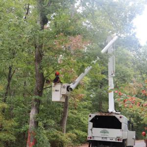 Ed Brooks Tree Service