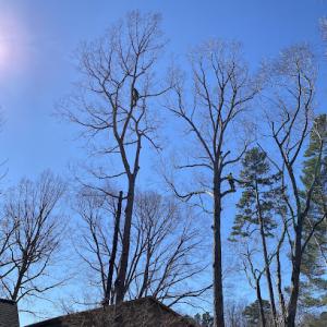 Fidler’s Tree Service