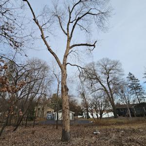 Enchanted Outdoor Tree & Services