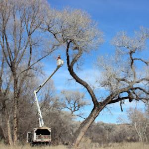 Arborist Standards Tree Care
