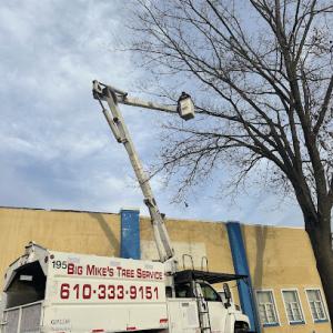 Big Mike's Tree Service