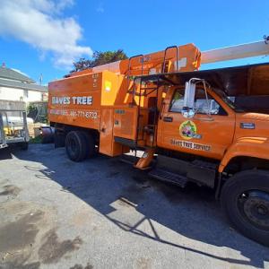 Daves Tree Service