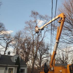 Action's Tree Service