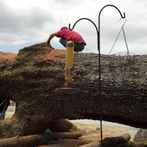 Weavers tree service