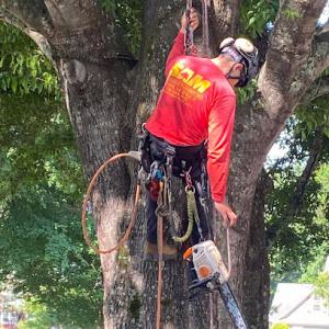 Superior Arbor Management