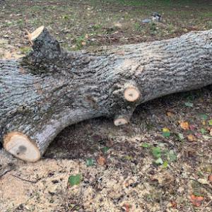 First Tree Service of Dallas Ga