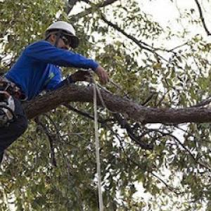 Texas Tree Surgeons