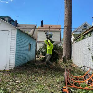 Rocky Juniors Tree Service