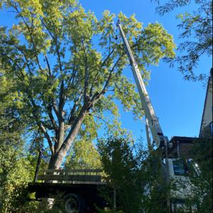 Hellmann's Tree Service