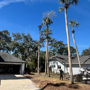 Arborist Assessment & Tree Services