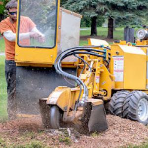 Packerland Stump Removal