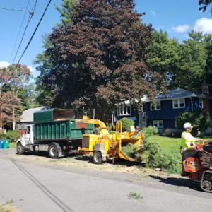 McDonald Tree Service
